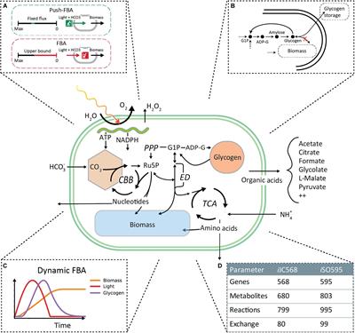Dynamic Allocation of Carbon Storage and Nutrient-Dependent Exudation in a Revised Genome-Scale Model of Prochlorococcus